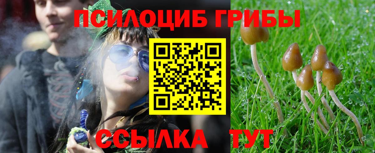 Псилоцибиновые грибы Psilocybe Серов